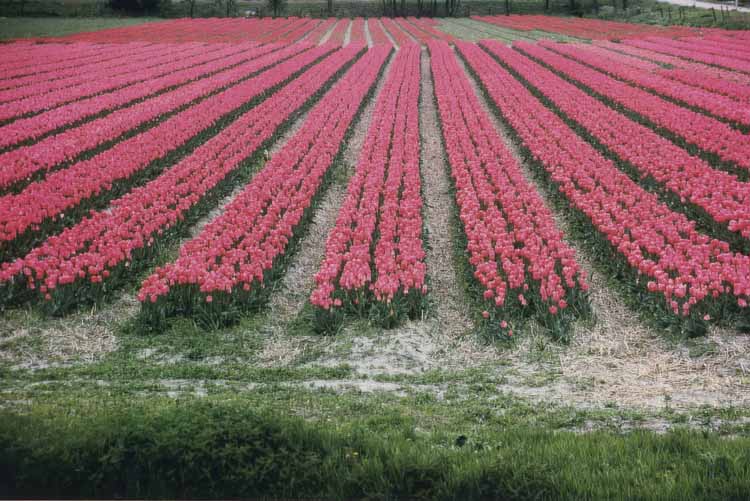 tulip fields